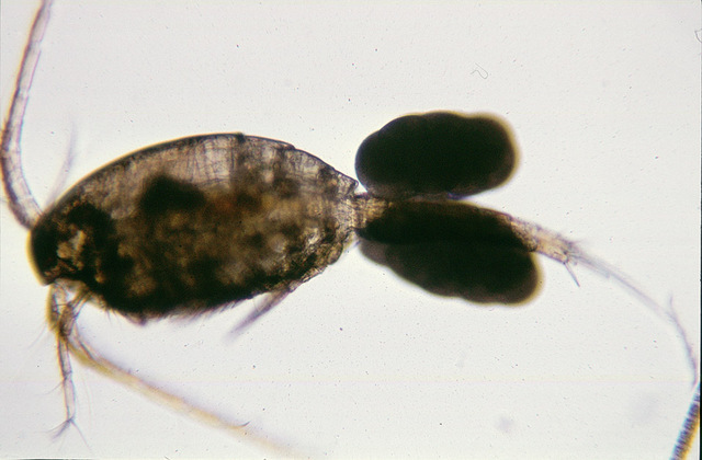 Tropocyclops prasinus